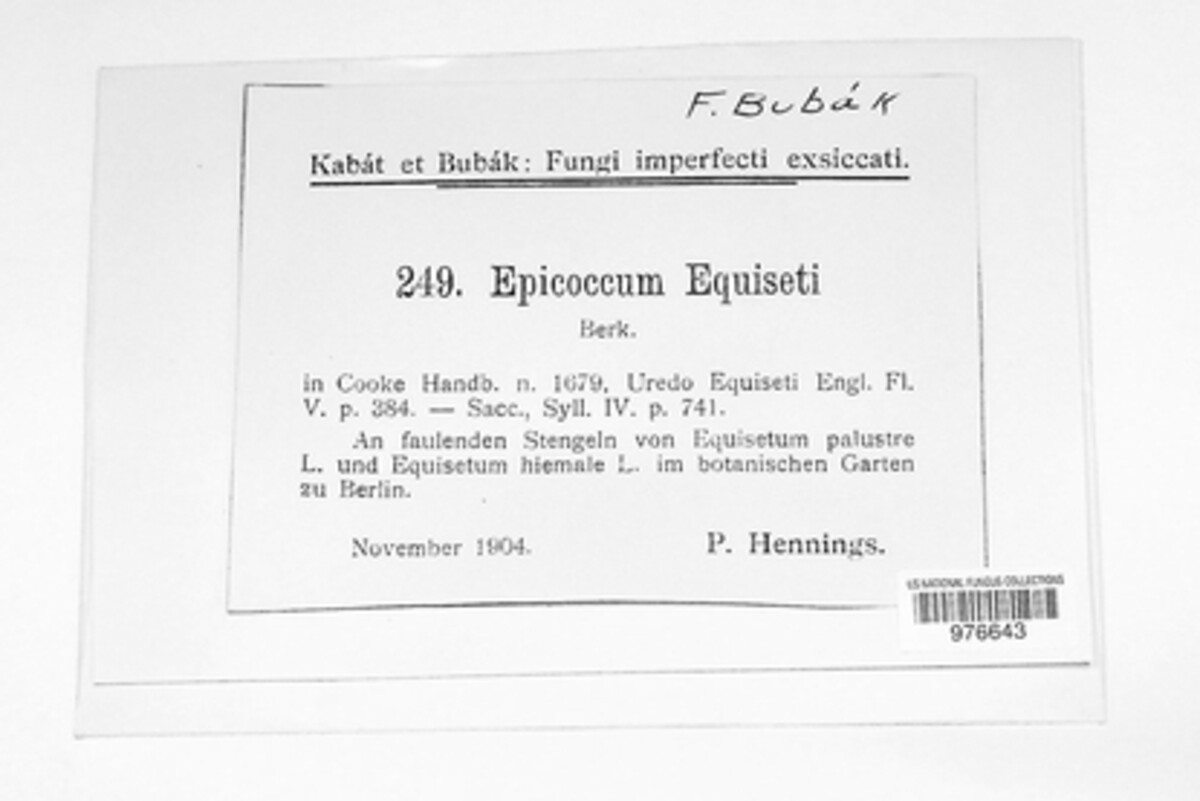Epicoccum equiseti image